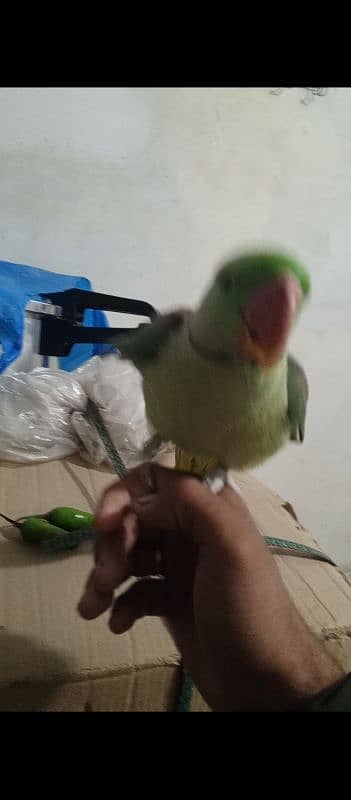 RAW PARROT HAND TAME 1