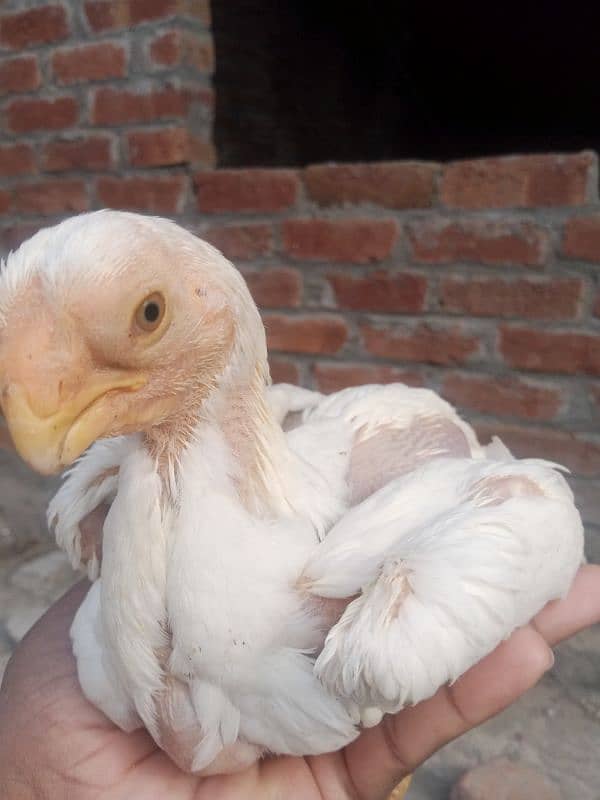 Parrot beak male chick 0