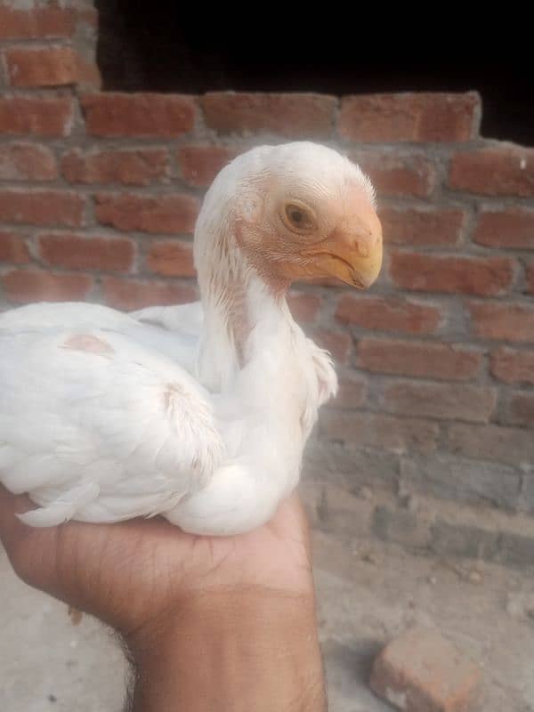 Parrot beak male chick 1