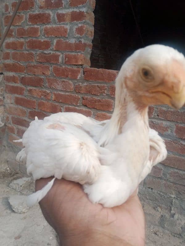 Parrot beak male chick 2