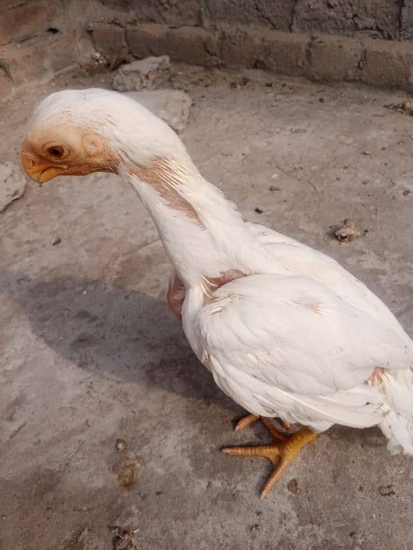 Parrot beak male chick 3