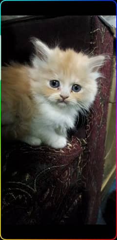 pure Perssion kittens (03145244554)