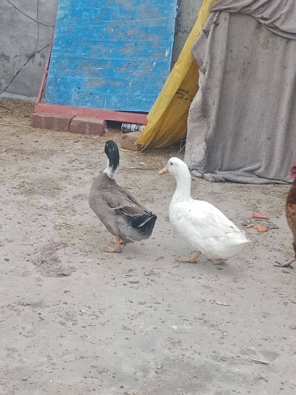 1 years old 2 (two) male duck for winters for sale 1