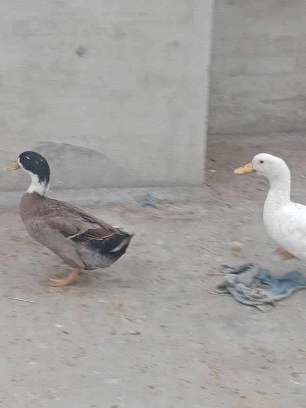 1 years old 2 (two) male duck for winters for sale 2