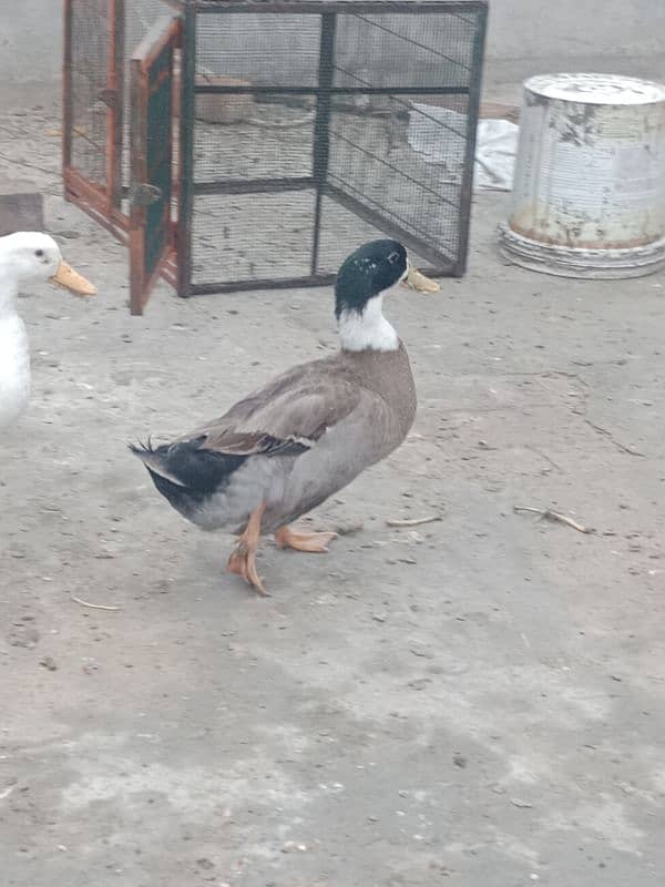 1 years old 2 (two) male duck for winters for sale 3