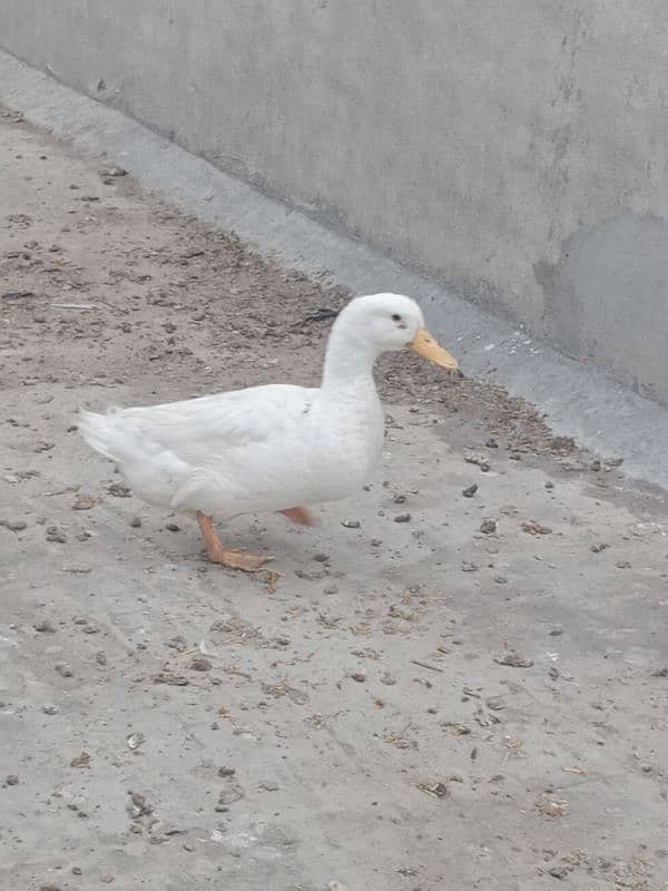 1 years old 2 (two) male duck for winters for sale 4