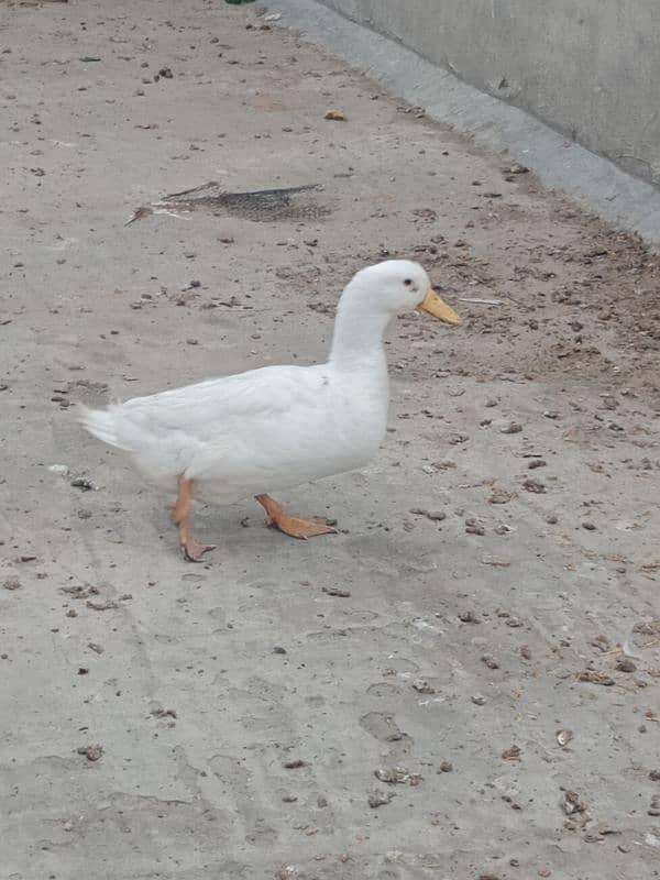 1 years old 2 (two) male duck for winters for sale 5