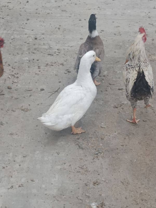 1 years old 2 (two) male duck for winters for sale 6