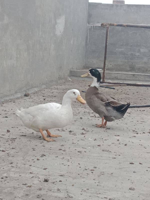 1 years old 2 (two) male duck for winters for sale 7