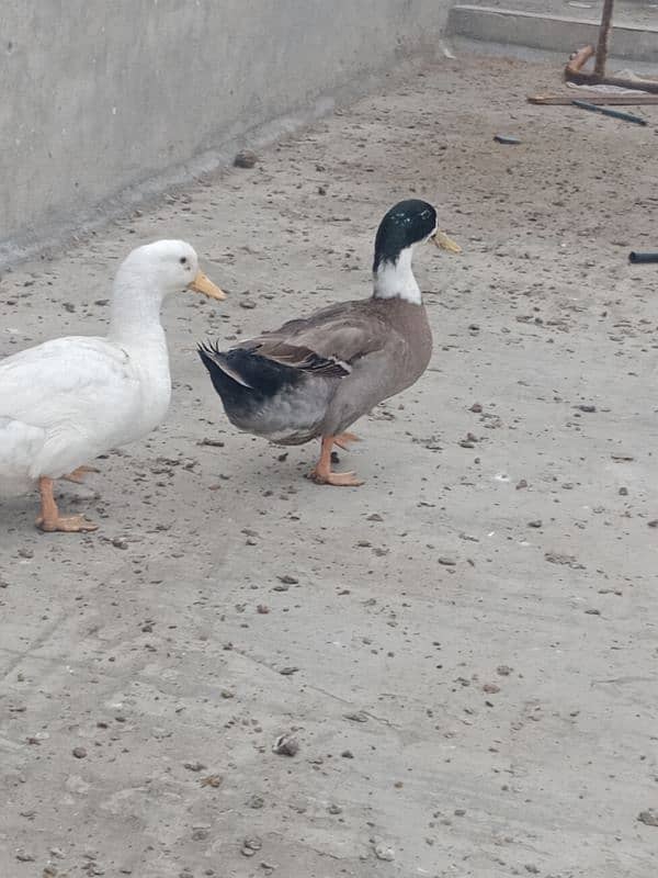 1 years old 2 (two) male duck for winters for sale 8