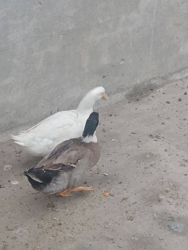 1 years old 2 (two) male duck for winters for sale 9