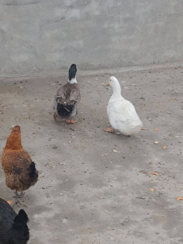 1 years old 2 (two) male duck for winters for sale 10