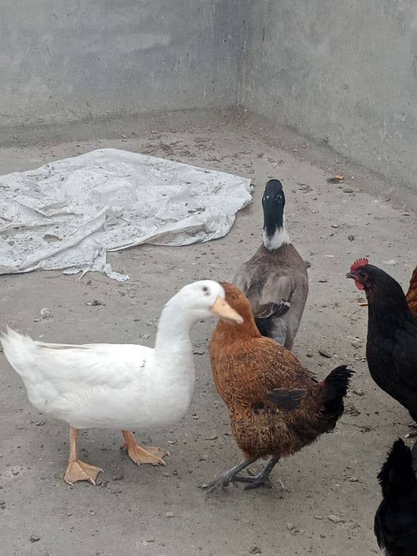 1 years old 2 (two) male duck for winters for sale 11