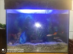 Medium-Sized Aquarium for Sale – Perfect for Fish Lovers!