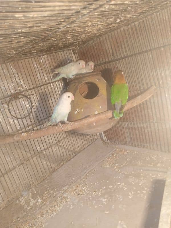 love bird for sale 0