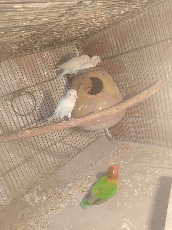 love bird for sale 1