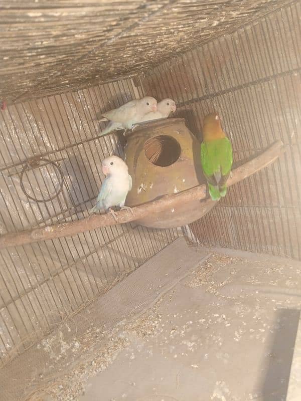 love bird for sale 2