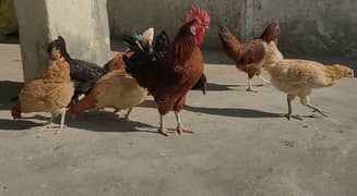 andy wali murgi|egg laying hens best quality