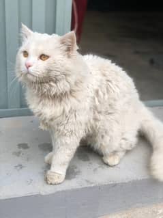 Persian Cat For sale