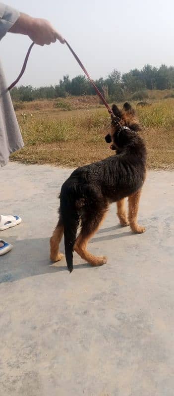 gsd female pup 1