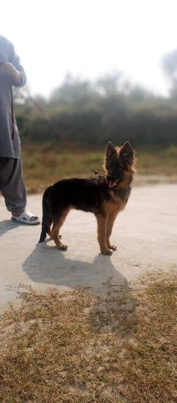 gsd female pup 2