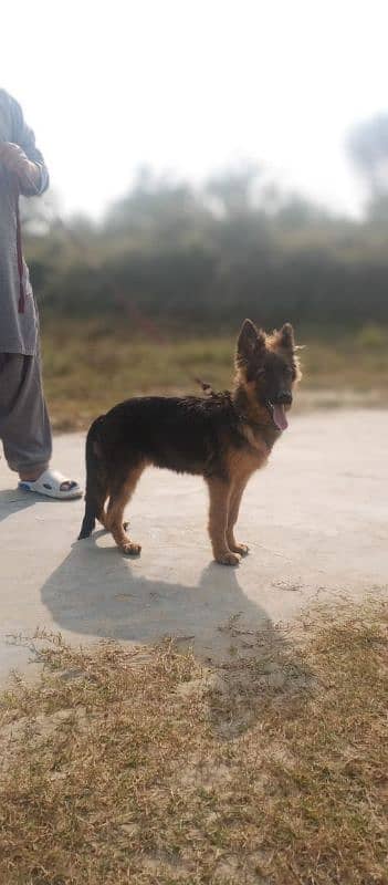 gsd female pup 3