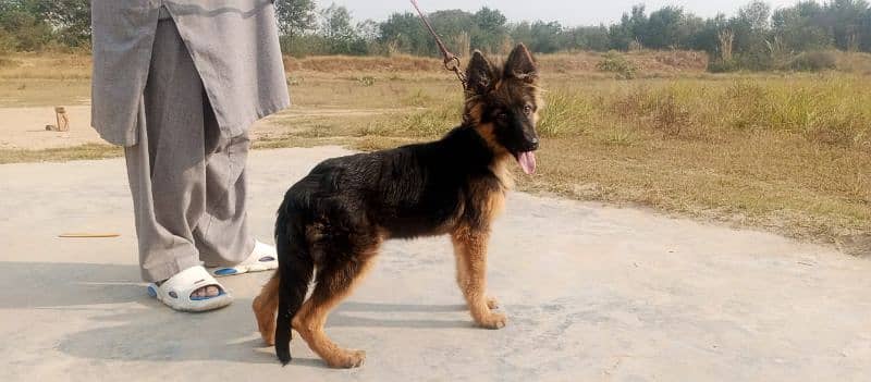 gsd female pup 4