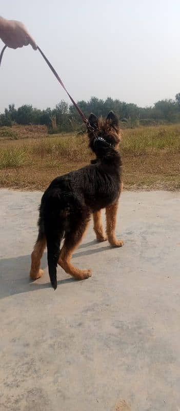 gsd female pup 5