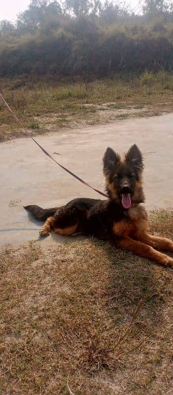 gsd female pup 6