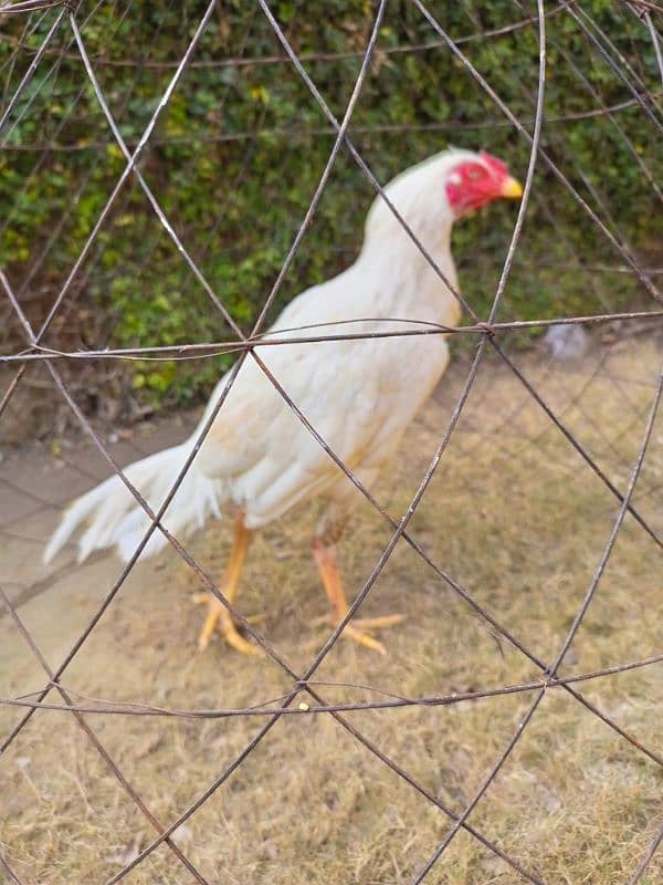 White Aseel Heera mix, Age 7 months 1