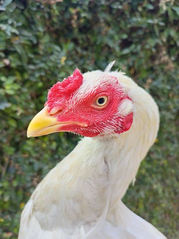 White Aseel Heera mix, Age 7 months 4