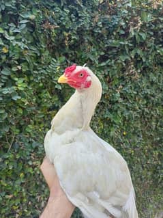 White Aseel Heera mix, Age 7 months