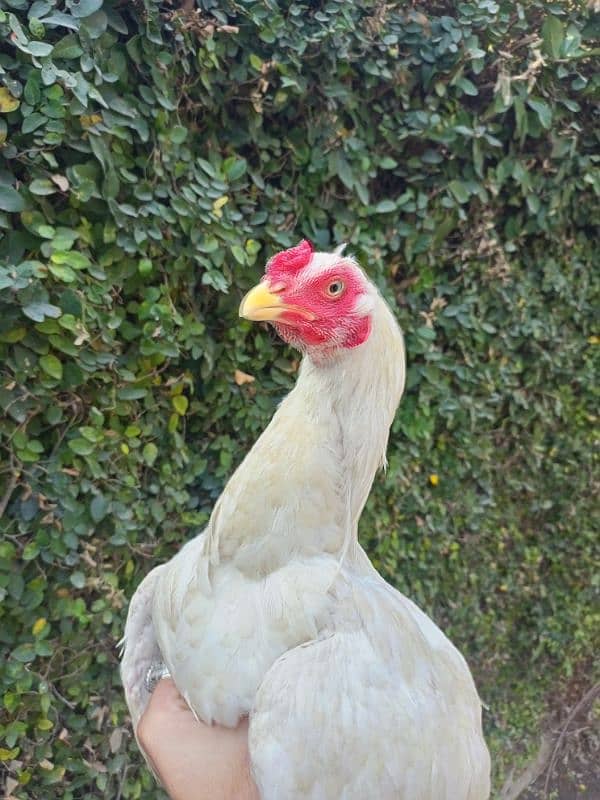 White Aseel Heera mix, Age 7 months 5