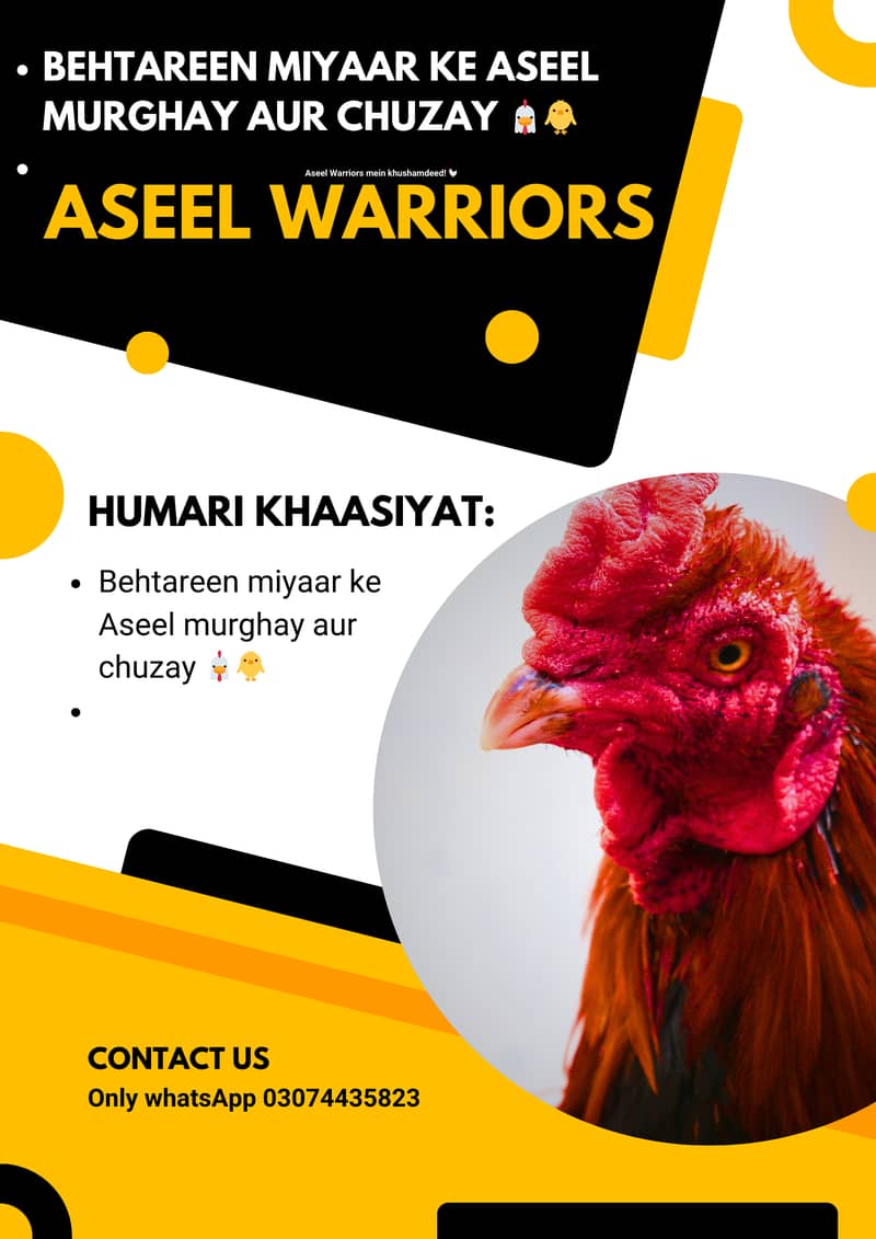 Aseel important Breed 1