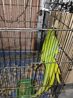 Green parrot breeder pair for sale and mianwali aseel murga for sale