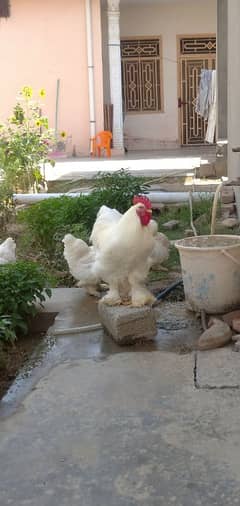 White Heavy Buff & Golden Heavy buff, Eggs