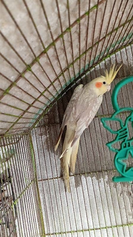 cockatiel breeder female 0