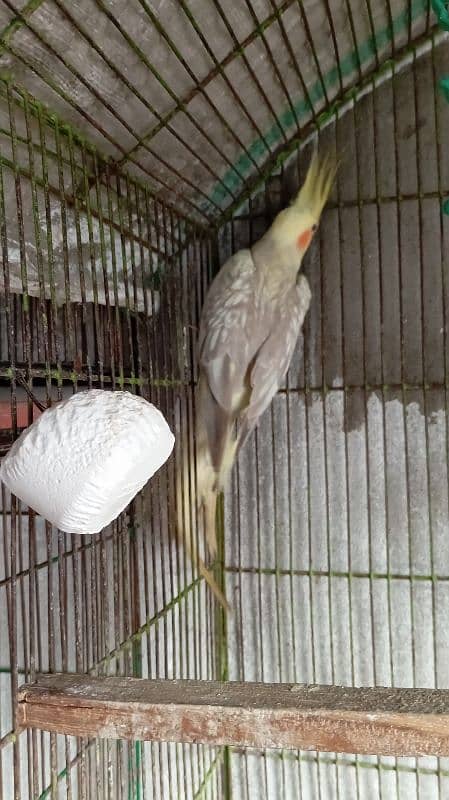 cockatiel breeder female 1