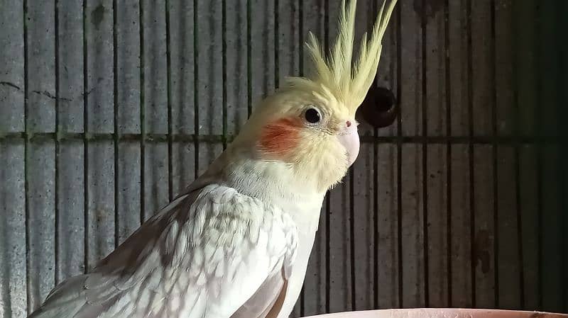 cockatiel breeder female 2