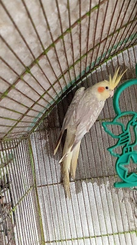 cockatiel breeder female 3