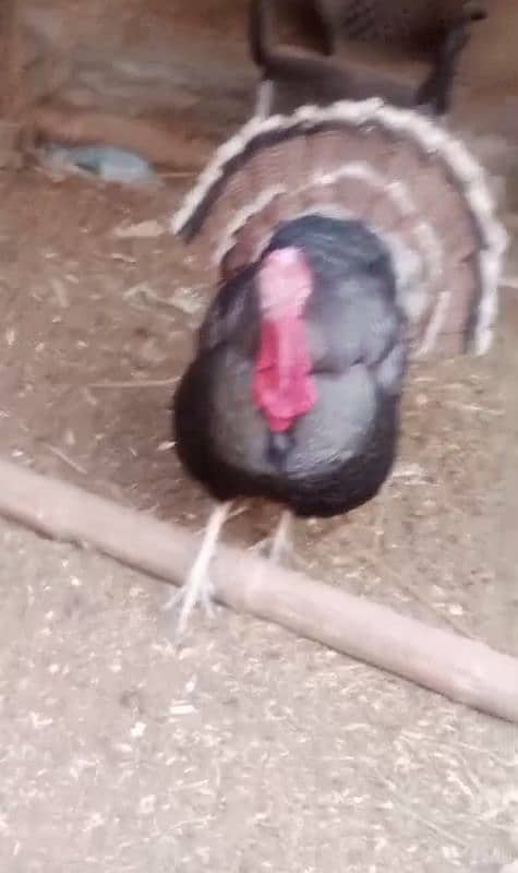 turkey 0