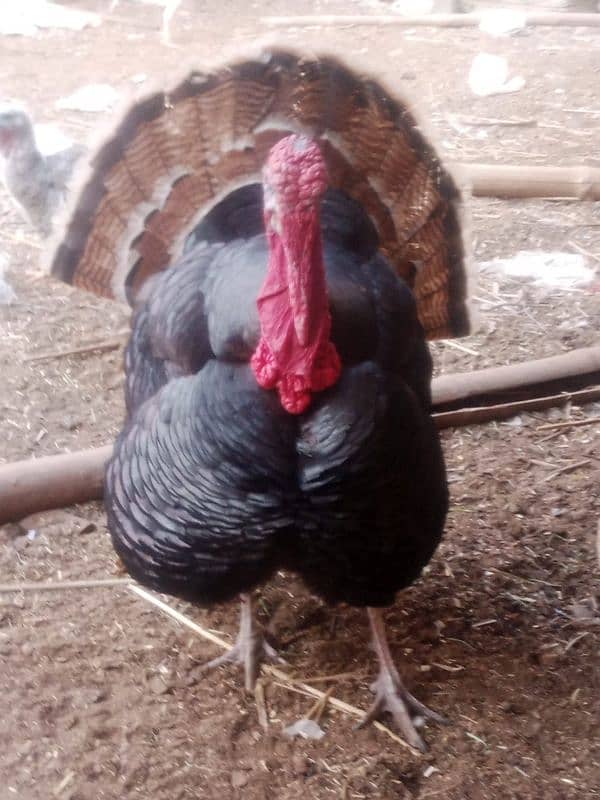 turkey 3