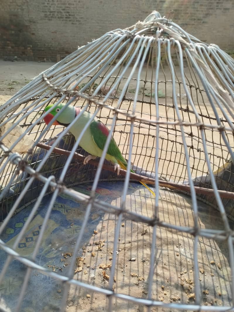 Kashmiri Parrot  Talking Parrot 0