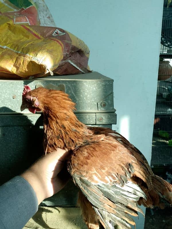 hen for sale 2