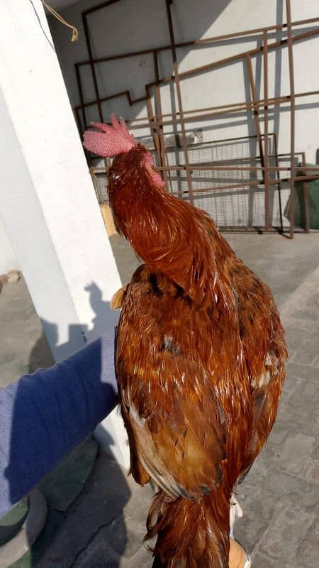 hen for sale 3