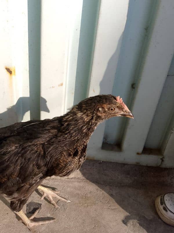 hen for sale 4