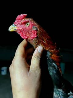 hen