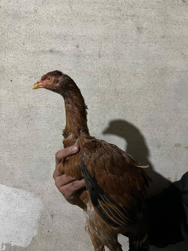 hen for sale 9