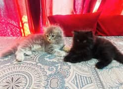 pure Persian, hamalayan triple coated and Siamese kittens for sale