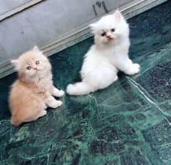 Persian or Hamalayan kittens for sale (03295811855 WhatsApp)